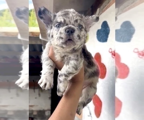 Medium Photo #1 French Bulldog Puppy For Sale in COLORADO SPRINGS, CO, USA