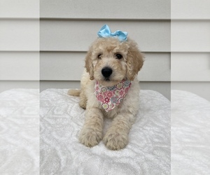 Goldendoodle-Poodle (Standard) Mix Puppy for sale in ORLANDO, FL, USA