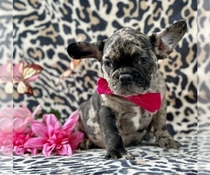 French Bulldog Puppy for sale in LANCASTER, PA, USA