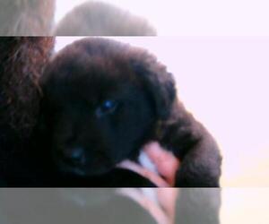 Mutt Dogs for adoption in Tulsa, OK, USA