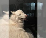 Small #1 Huskies  Mix