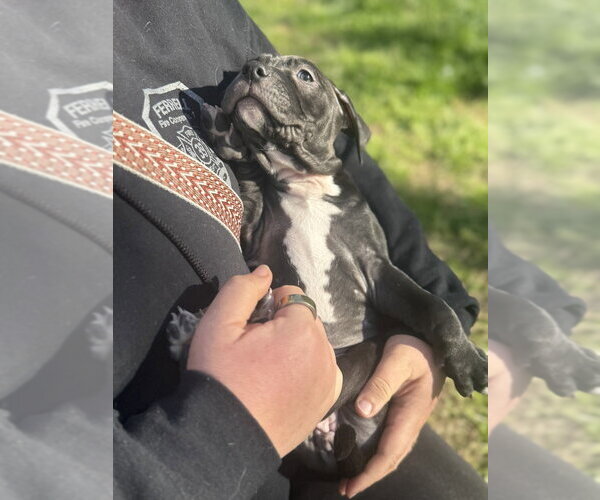 Medium Photo #4 Mutt Puppy For Sale in Wenonah, NJ, USA