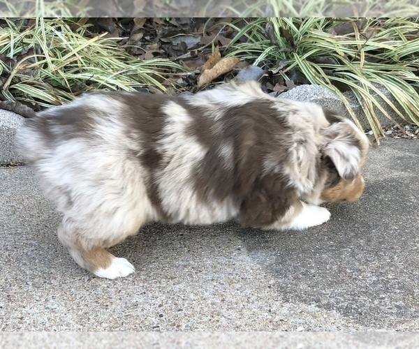 Medium Photo #17 Miniature Australian Shepherd Puppy For Sale in HOWE, OK, USA