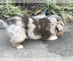 Small Photo #17 Miniature Australian Shepherd Puppy For Sale in HOWE, OK, USA