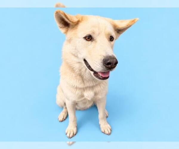 Medium Photo #1 Siberian Husky Puppy For Sale in HESPERIA, CA, USA