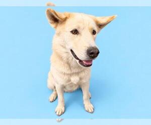 Siberian Husky Dogs for adoption in HESPERIA, CA, USA