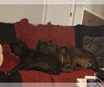 Small Photo #1 Cane Corso-Neapolitan Mastiff Mix Puppy For Sale in TOPEKA, KS, USA