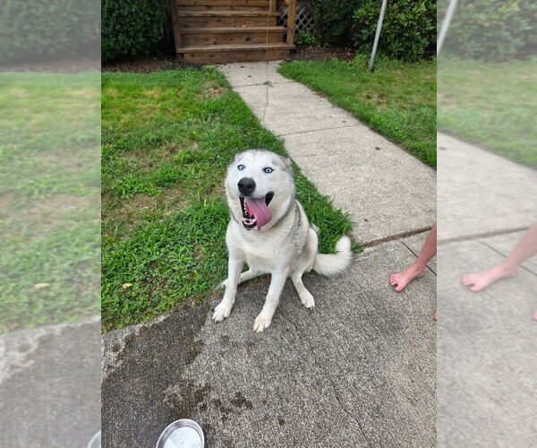 Medium Photo #1 - Mix Puppy For Sale in Pierceton , IN, USA