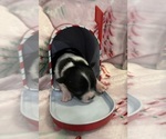 Small Photo #22 Chihuahua Puppy For Sale in SHERMAN, TX, USA