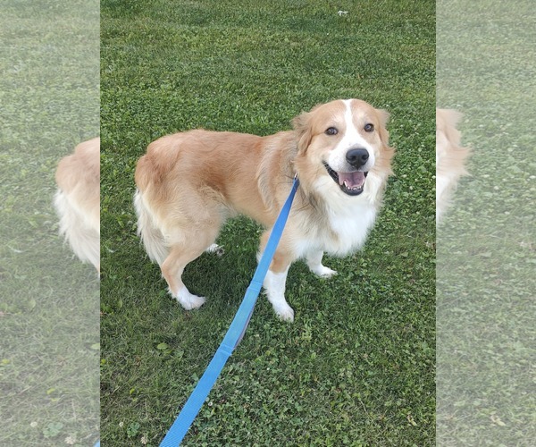 Medium Photo #2 Great Pyrenees-Unknown Mix Puppy For Sale in St. Louis Park, MN, USA