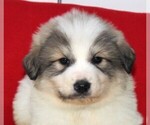 Small Great Pyrenees