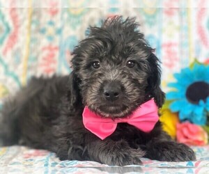 Goldendoodle (Miniature) Puppy for sale in LANCASTER, PA, USA
