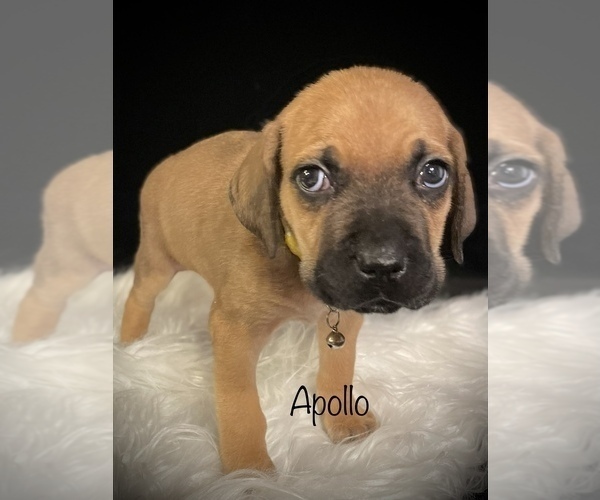 Medium Photo #4 Cane Corso Puppy For Sale in SPRING, TX, USA