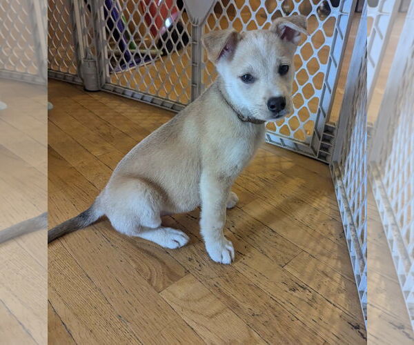 Medium Photo #7 Labsky Puppy For Sale in Princeton, MN, USA