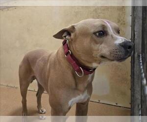 Mutt Dogs for adoption in Martinez, CA, USA