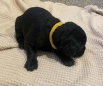 Small Photo #17 Labrador Retriever Puppy For Sale in BARRON, WI, USA