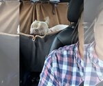 Small #6 Bulldog Mix