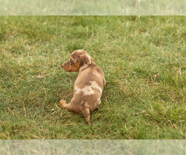 Medium Photo #5 Dachshund Puppy For Sale in NAPPANEE, IN, USA