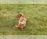 Small #4 Dachshund