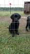 Small Photo #1 Labrador Retriever Puppy For Sale in LAKE CITY, FL, USA