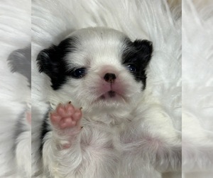 Japanese Chin Puppy for sale in SALEM, OR, USA