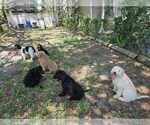 Small Photo #3 Goldendoodle Puppy For Sale in HUDSON, FL, USA