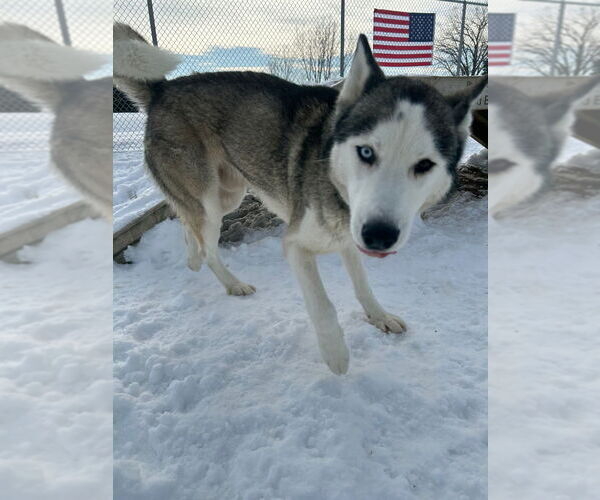 Medium Photo #2 Siberian Husky Puppy For Sale in Pierceton , IN, USA