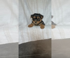 Medium Yorkshire Terrier