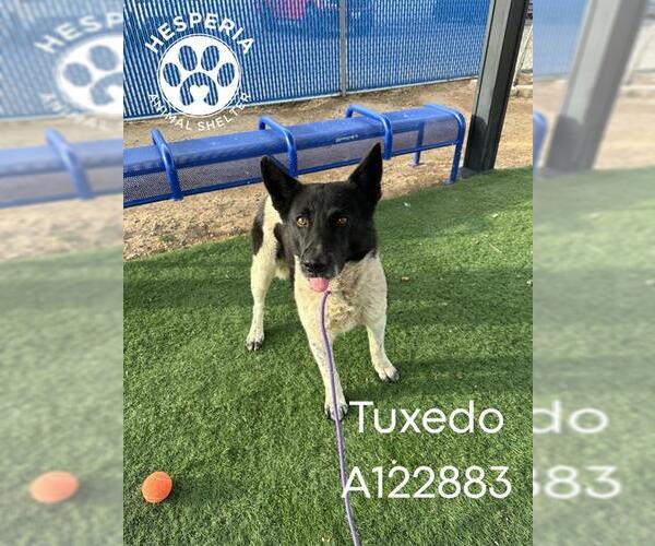 Medium Photo #1 Border Collie-Unknown Mix Puppy For Sale in HESPERIA, CA, USA