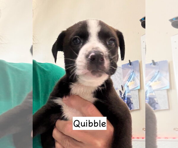 Medium Photo #2 American Staffordshire Terrier-Unknown Mix Puppy For Sale in Gilberts, IL, USA