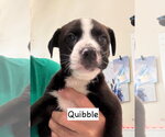 Small #1 American Staffordshire Terrier Mix