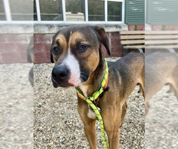Medium Photo #2 Black Mouth Cur-Unknown Mix Puppy For Sale in Forestville, MD, USA