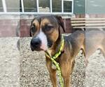 Small #1 Black Mouth Cur Mix