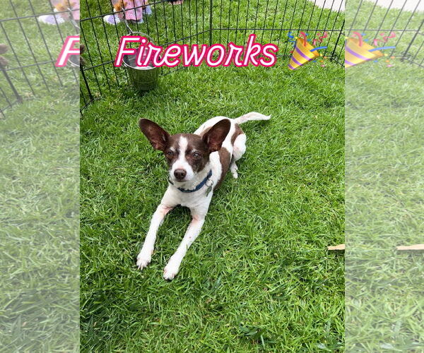 Medium Photo #1 Rat Terrier-Unknown Mix Puppy For Sale in Lake Elsinore, CA, USA