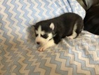 Small Photo #4 Siberian Husky Puppy For Sale in THORNTON, CO, USA