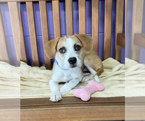 Medium Photo #1 Mutt Puppy For Sale in Genesee, WI, USA