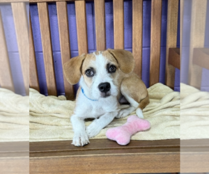 Mutt Dogs for adoption in Genesee, WI, USA