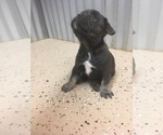 Small Photo #2 French Bulldog Puppy For Sale in AFTON, WY, USA
