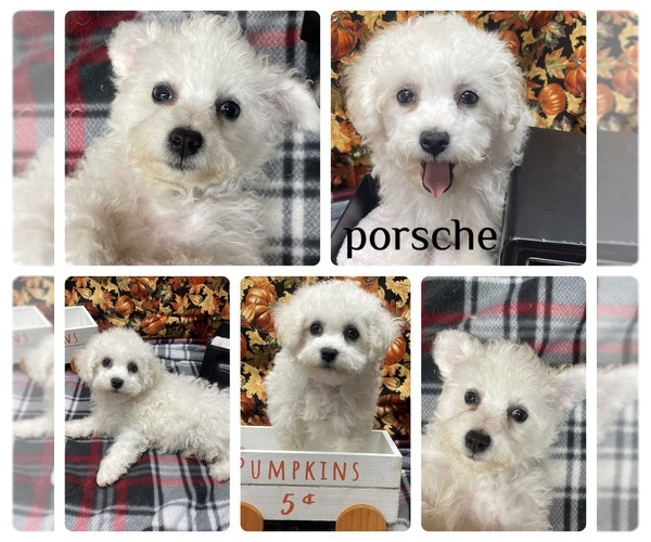 Medium Photo #4 Bichon Frise Puppy For Sale in PICKFORD, MI, USA