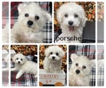 Small Photo #4 Bichon Frise Puppy For Sale in PICKFORD, MI, USA