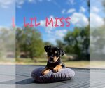 Small Photo #3 Mutt Puppy For Sale in Mexia , TX, USA
