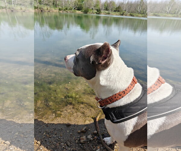 Medium Photo #10 American Pit Bull Terrier-Unknown Mix Puppy For Sale in Germantown, OH, USA