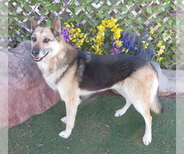 Medium Photo #1 German Shepherd Dog-Unknown Mix Puppy For Sale in Oklahoma City, OK, USA