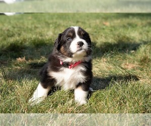 Australian Shepherd Puppy for sale in STANDALE, MI, USA