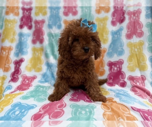 Medium Photo #4 Cavapoo (Miniature) Puppy For Sale in LAKELAND, FL, USA