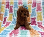 Small #3 Cavapoo (Miniature)