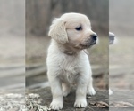 Small Photo #9 Golden Retriever Puppy For Sale in MORGANTOWN, IN, USA