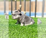 Small #14 French Bulldog