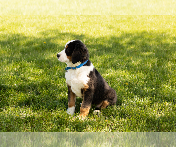 Medium Photo #6 Bernese Mountain Dog Puppy For Sale in SHIPSHEWANA, IN, USA