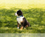 Small Photo #6 Bernese Mountain Dog Puppy For Sale in SHIPSHEWANA, IN, USA